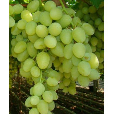 Виноград столовий Аркадія | Vitis vinifera Arkadiya | Виноград столовый Аркадия