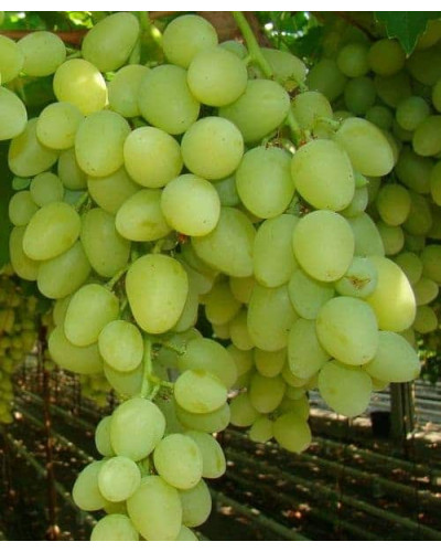 Виноград столовий Аркадія | Vitis vinifera Arkadiya | Виноград столовый Аркадия