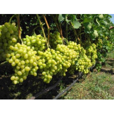 Виноград столовий Аркадія | Vitis vinifera Arkadiya | Виноград столовый Аркадия
