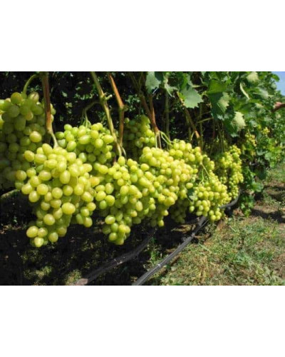 Виноград столовий Аркадія | Vitis vinifera Arkadiya | Виноград столовый Аркадия