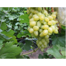 Виноград столовий Аркадія | Vitis vinifera Arkadiya | Виноград столовый Аркадия