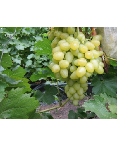 Виноград столовий Аркадія | Vitis vinifera Arkadiya | Виноград столовый Аркадия