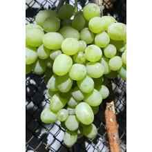 Виноград столовий Подарунок Запоріжжю | Vitis vinifera Podarok ZaporizhjuВиноград столовый Подарок Запорожью |