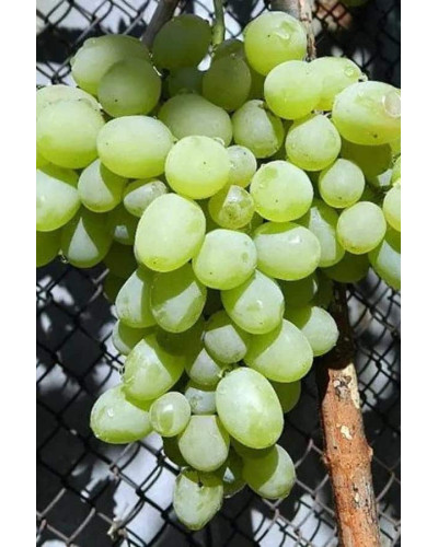 Виноград столовий Подарунок Запоріжжю | Vitis vinifera Podarok ZaporizhjuВиноград столовый Подарок Запорожью |