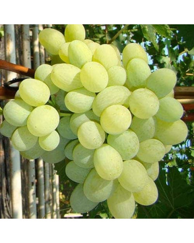 Виноград столовий Подарунок Запоріжжю | Vitis vinifera Podarok ZaporizhjuВиноград столовый Подарок Запорожью |
