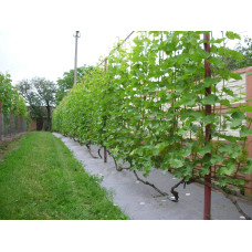 Виноград столовий Подарунок Запоріжжю | Vitis vinifera Podarok ZaporizhjuВиноград столовый Подарок Запорожью |