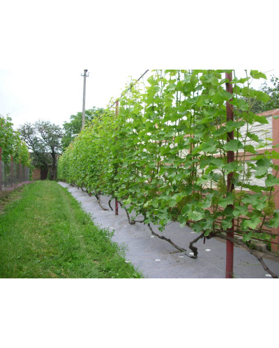 Виноград столовий Подарунок Запоріжжю | Vitis vinifera Podarok ZaporizhjuВиноград столовый Подарок Запорожью |
