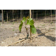 Виноград столовий Подарунок Запоріжжю | Vitis vinifera Podarok ZaporizhjuВиноград столовый Подарок Запорожью |
