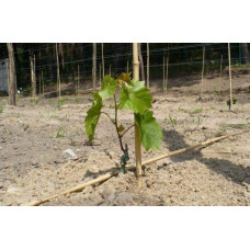 Виноград столовий Подарунок Запоріжжю | Vitis vinifera Podarok ZaporizhjuВиноград столовый Подарок Запорожью |