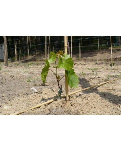 Виноград столовий Подарунок Запоріжжю | Vitis vinifera Podarok ZaporizhjuВиноград столовый Подарок Запорожью |