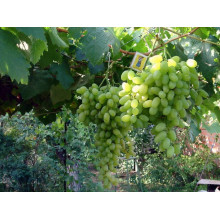 Виноград столовий Подарунок Запоріжжю | Vitis vinifera Podarok ZaporizhjuВиноград столовый Подарок Запорожью |