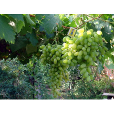 Виноград столовий Подарунок Запоріжжю | Vitis vinifera Podarok ZaporizhjuВиноград столовый Подарок Запорожью |