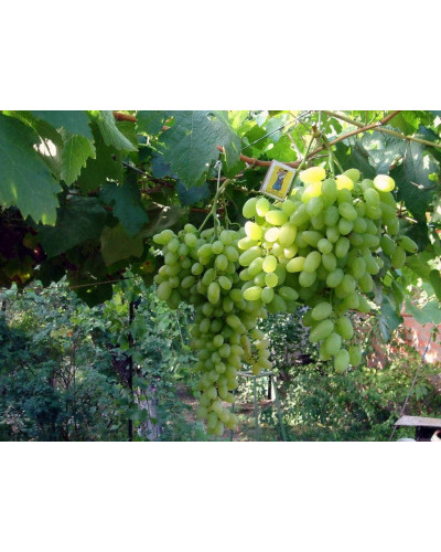 Виноград столовий Подарунок Запоріжжю | Vitis vinifera Podarok ZaporizhjuВиноград столовый Подарок Запорожью |