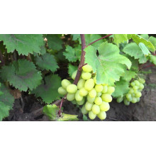 Виноград столовий Подарунок Запоріжжю | Vitis vinifera Podarok ZaporizhjuВиноград столовый Подарок Запорожью |