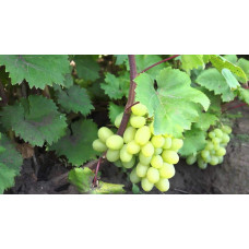 Виноград столовий Подарунок Запоріжжю | Vitis vinifera Podarok ZaporizhjuВиноград столовый Подарок Запорожью |