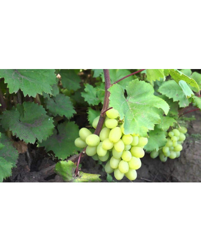 Виноград столовий Подарунок Запоріжжю | Vitis vinifera Podarok ZaporizhjuВиноград столовый Подарок Запорожью |