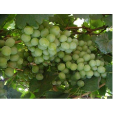 Виноград столовий Подарунок Запоріжжю | Vitis vinifera Podarok ZaporizhjuВиноград столовый Подарок Запорожью |