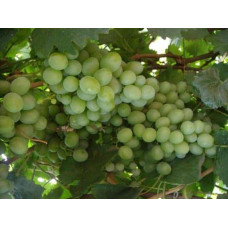 Виноград столовий Подарунок Запоріжжю | Vitis vinifera Podarok ZaporizhjuВиноград столовый Подарок Запорожью |