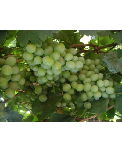 Виноград столовий Подарунок Запоріжжю | Vitis vinifera Podarok ZaporizhjuВиноград столовый Подарок Запорожью |