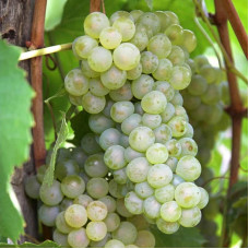 Виноград столовий Подарунок Запоріжжю | Vitis vinifera Podarok ZaporizhjuВиноград столовый Подарок Запорожью |