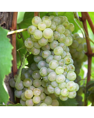 Виноград столовий Подарунок Запоріжжю | Vitis vinifera Podarok ZaporizhjuВиноград столовый Подарок Запорожью |