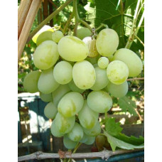Виноград столовий Подарунок Запоріжжю | Vitis vinifera Podarok ZaporizhjuВиноград столовый Подарок Запорожью |