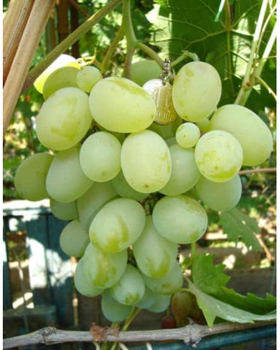 Виноград столовий Подарунок Запоріжжю | Vitis vinifera Podarok ZaporizhjuВиноград столовый Подарок Запорожью |