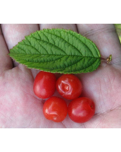 Вишня повстиста | Prunus tomentosa | Вишня войлочная