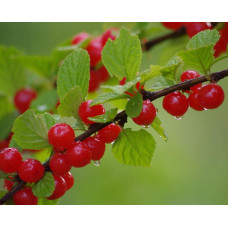 Вишня повстиста | Prunus tomentosa | Вишня войлочная
