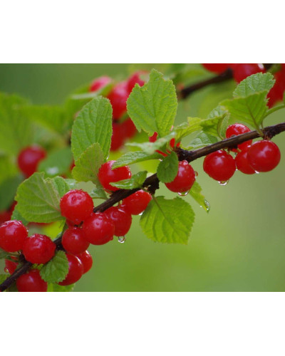 Вишня повстиста | Prunus tomentosa | Вишня войлочная