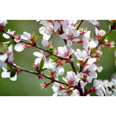 Вишня повстиста | Prunus tomentosa | Вишня войлочная