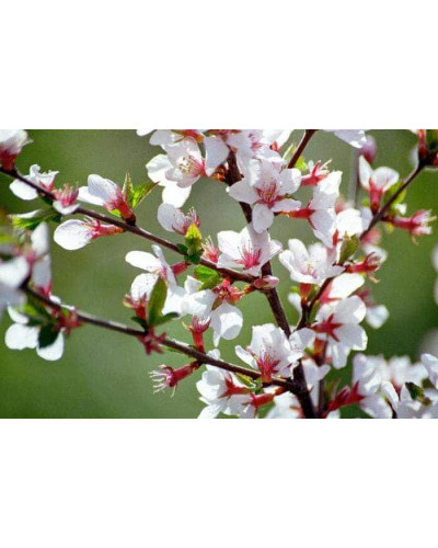 Вишня повстиста | Prunus tomentosa | Вишня войлочная