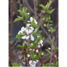 Вишня повстиста | Prunus tomentosa | Вишня войлочная