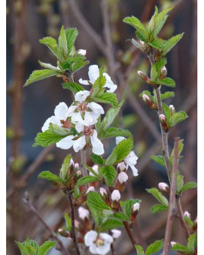 Вишня повстиста | Prunus tomentosa | Вишня войлочная