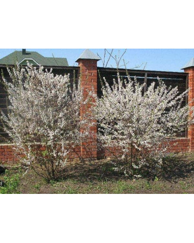 Вишня повстиста | Prunus tomentosa | Вишня войлочная
