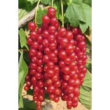 Смородина червона Каскад | Каскад Ribes rubrum Kaskad | Смородина красная Каскад