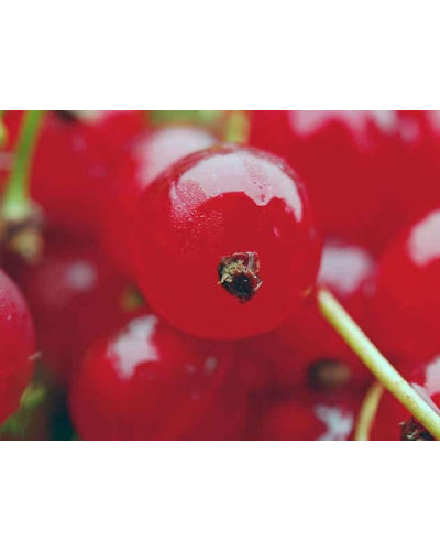 Смородина червона Каскад | Каскад Ribes rubrum Kaskad | Смородина красная Каскад