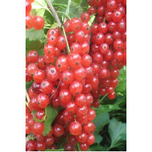 Смородина червона Каскад | Каскад Ribes rubrum Kaskad | Смородина красная Каскад