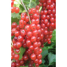 Смородина червона Каскад | Каскад Ribes rubrum Kaskad | Смородина красная Каскад