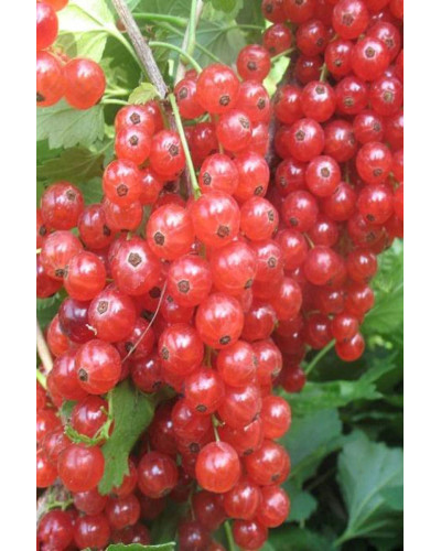 Смородина червона Каскад | Каскад Ribes rubrum Kaskad | Смородина красная Каскад