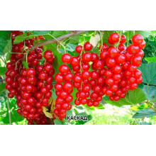 Смородина червона Каскад | Каскад Ribes rubrum Kaskad | Смородина красная Каскад