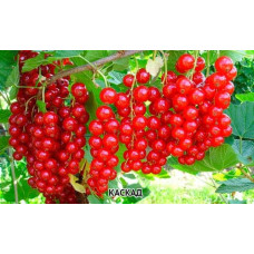 Смородина червона Каскад | Каскад Ribes rubrum Kaskad | Смородина красная Каскад