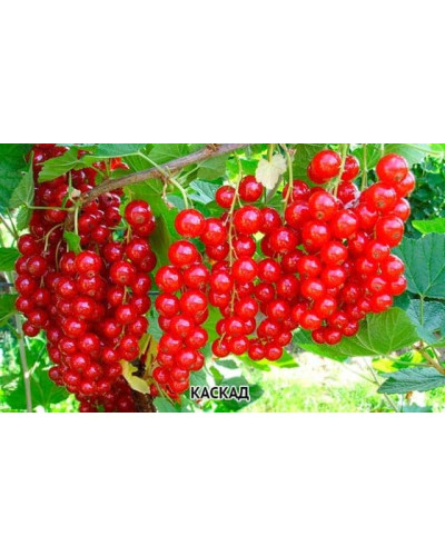 Смородина червона Каскад | Каскад Ribes rubrum Kaskad | Смородина красная Каскад
