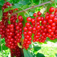 Смородина червона Каскад | Каскад Ribes rubrum Kaskad | Смородина красная Каскад