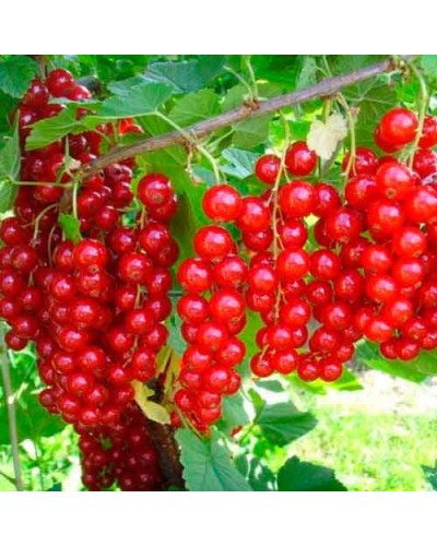 Смородина червона Каскад | Каскад Ribes rubrum Kaskad | Смородина красная Каскад