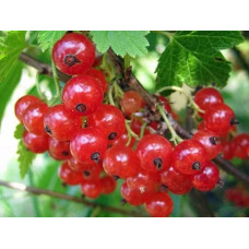 Смородина червона Каскад | Каскад Ribes rubrum Kaskad | Смородина красная Каскад