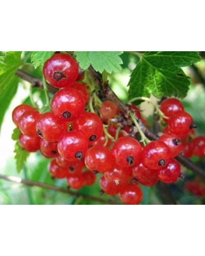 Смородина червона Каскад | Каскад Ribes rubrum Kaskad | Смородина красная Каскад