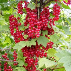 Смородина червона Каскад | Каскад Ribes rubrum Kaskad | Смородина красная Каскад