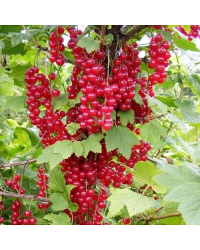 Смородина червона Каскад | Каскад Ribes rubrum Kaskad | Смородина красная Каскад