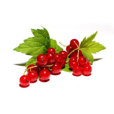 Смородина червона Каскад | Каскад Ribes rubrum Kaskad | Смородина красная Каскад